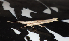 Ypsolopha mucronella