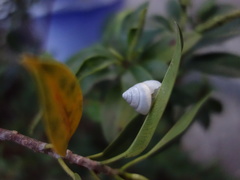 Satsuma