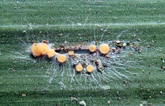 Coenogonium fallaciosum