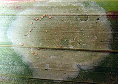 Coenogonium fallaciosum