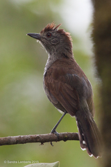 Thamnophilus ruficapillus