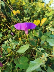 Ipomoea splendor-sylvae