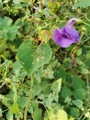 Ipomoea splendor-sylvae