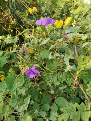 Ipomoea splendor-sylvae