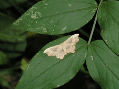 Idaea emarginata
