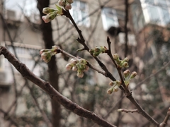 Prunus pseudocerasus
