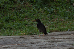 Turdus flavipes