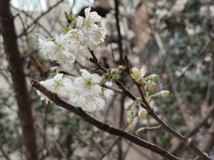 Prunus pseudocerasus