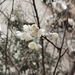 Prunus pseudocerasus - Photo (c) 非常豹, alguns direitos reservados (CC BY-NC), uploaded by 非常豹