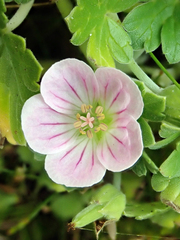 Geranium traversii