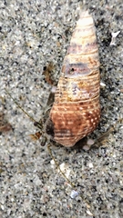 Pagurus hirsutiusculus