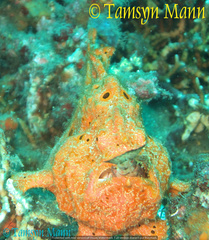 Antennarius pictus