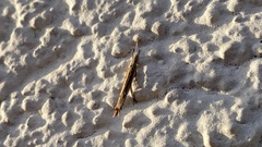 Ypsolopha mucronella