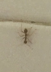 Oecophylla smaragdina