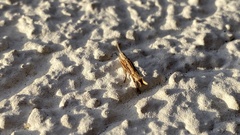 Ypsolopha mucronella