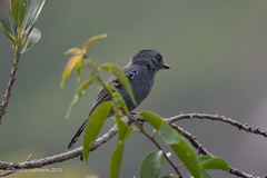 Thamnophilus caerulescens