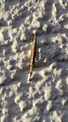 Ypsolopha mucronella