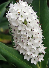 Veronica dieffenbachii