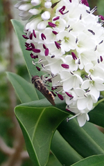 Veronica dieffenbachii