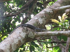 Varanus keithhornei