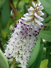 Veronica dieffenbachii