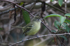 Phylloscartes ventralis