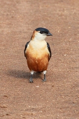 Cecropis senegalensis