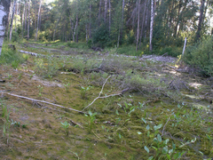 Hygroamblystegium humile