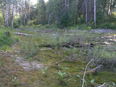 Hygroamblystegium humile