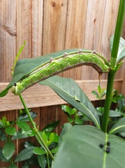 Cephonodes kingii