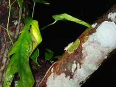 Kurixalus berylliniris