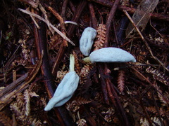 Clavogaster virescens