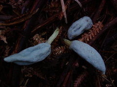 Clavogaster virescens