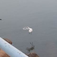 Egretta garzetta garzetta