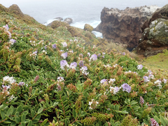 Veronica chathamica