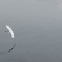 Egretta garzetta garzetta