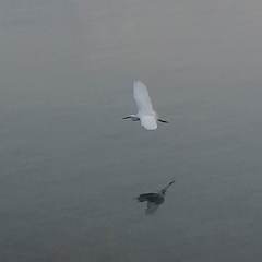 Egretta garzetta garzetta