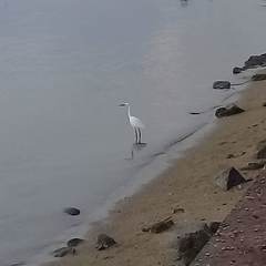 Egretta garzetta garzetta