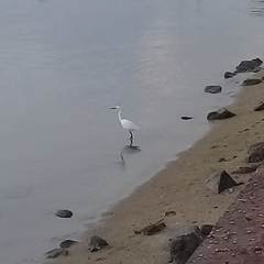 Egretta garzetta garzetta