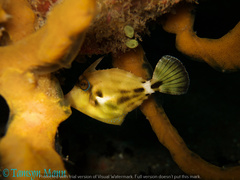 Cantherhines fronticinctus