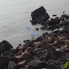 Egretta garzetta garzetta