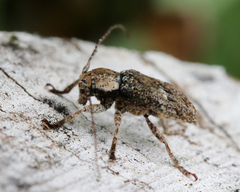 Prosoplus bankii