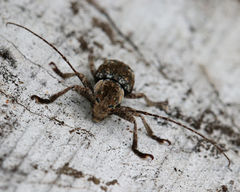 Prosoplus bankii