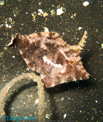 Acreichthys tomentosus