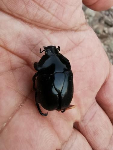Macraspis aterrima