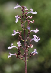 Aeollanthus parvifolius