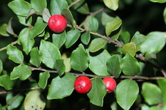 Cryptocarya wyliei