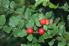 Cryptocarya wyliei