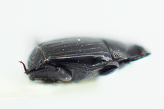 Eblisia minor