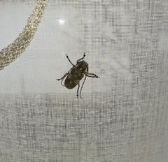 Mesosa nebulosa